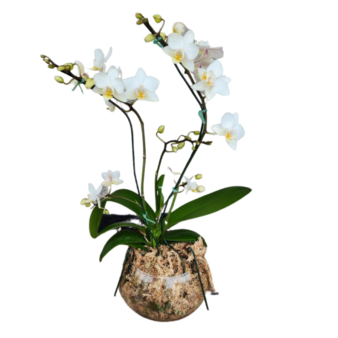 Orquidea phaleanopsis pecera lite